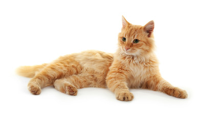 Fluffy red cat isolated on white background