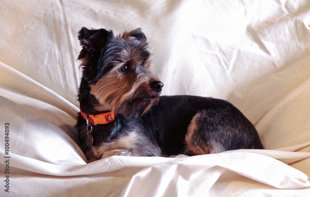 Yorkshire Terrier Casual Portrait in natural lighting. Dog is lying down on a canvas drop cloth, full body with head turned to reveal profile. Fur is black, tan and gray and cut short.
Yorkshire Terrier Casual Portrait in natural lighting. Dog is lying down on a canvas drop cloth, full body with head turned to reveal profile. Fur is black, tan and gray and cut short.