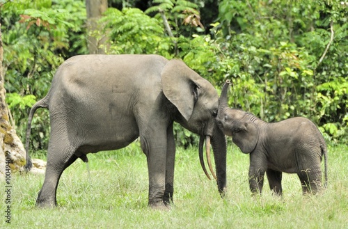 The elephant calf  with  elephant cow The African Forest Elephant  Loxodonta africana cyclotis. At the Dzanga saline  a forest clearing  Central African Republic  Dzanga Sangha