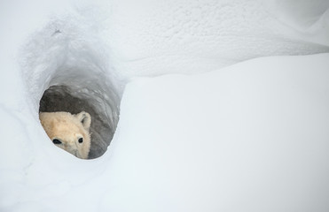 Wandcirkels Ijsbeer IJsbeer kijkt uit sneeuwhol  © Uryadnikov Sergey