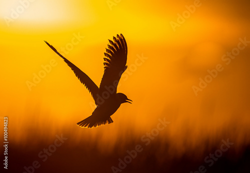 Black-headed Gull  Larus ridibundus  flying on sunset. Natural sunset red sky background 