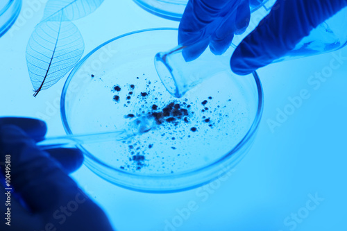 Scientist working with Petri dishes in laboratory