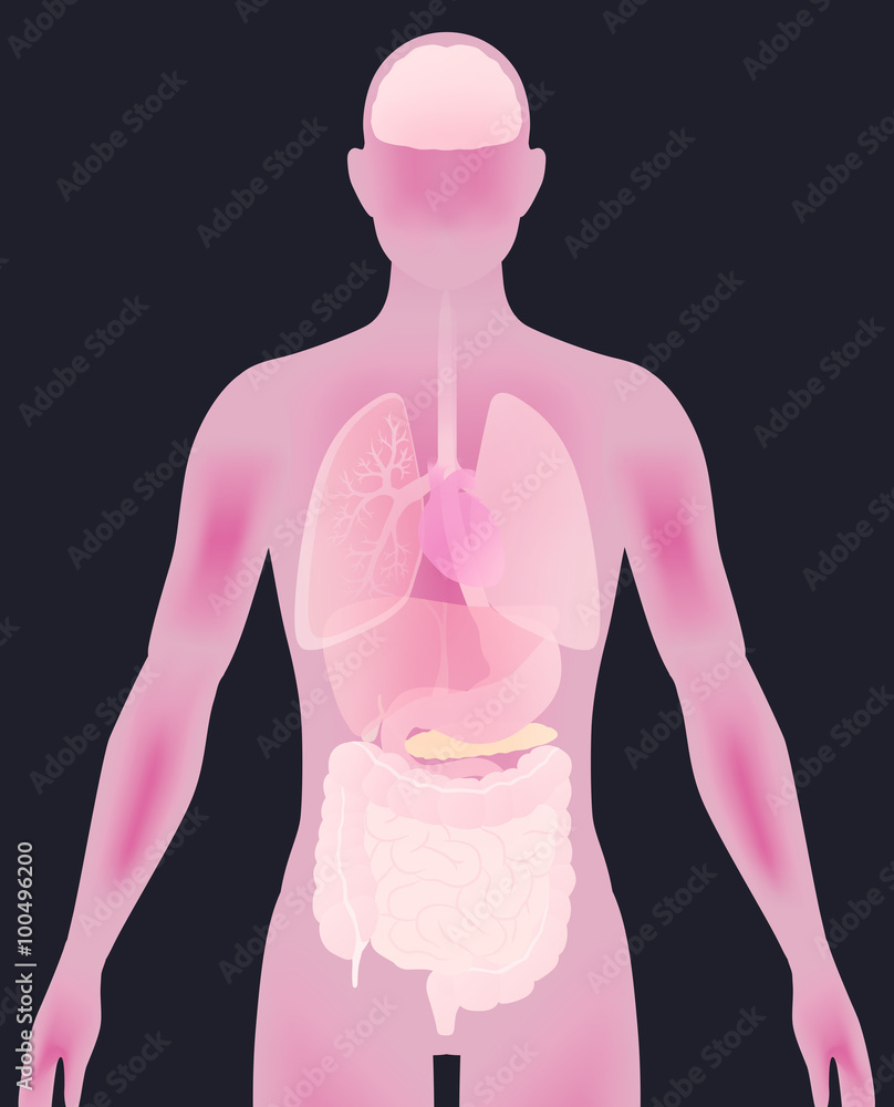 human body silhouette and various organs, vector illustration human body silhouette and various organs, vector illustration