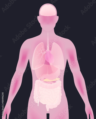 human body silhouette and various organs, vector illustration