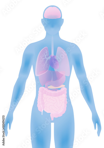 human body silhouette and various organs, vector illustration