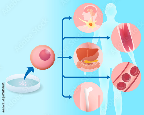 stem cell and regenerative medicine, vector illustration