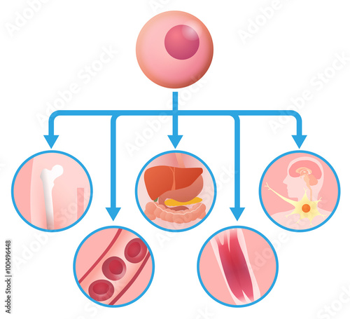 stem cell and regenerative medicine, vector illustration