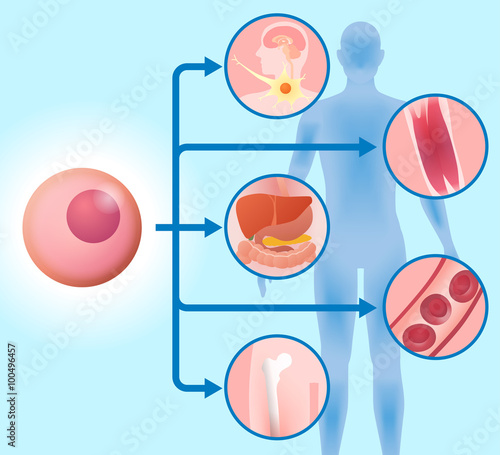 stem cell and regenerative medicine, vector illustration