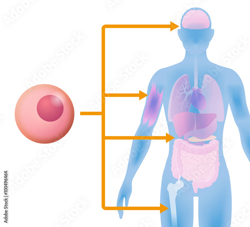 stem cell and regenerative medicine, vector illustration