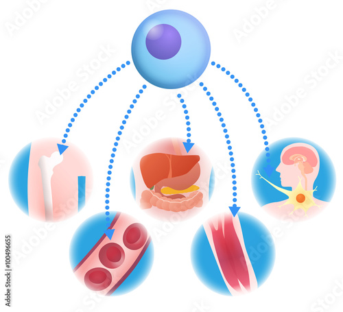 stem cell and regenerative medicine, vector illustration