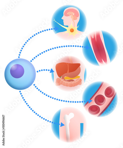 stem cell and regenerative medicine, vector illustration