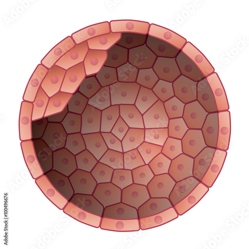 construction of blastocyst (fertilized egg), vector illustration
