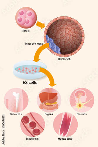embryonic stem cell (ES cell) and regenerative medicine, vector illustration