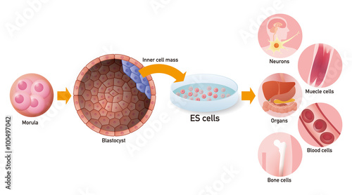 Fototapeta Naklejka Na Ścianę i Meble -  embryonic stem cell (ES cell) and regenerative medicine, vector illustration