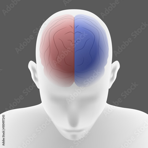 right brain and left brain, human head front top view, vector illustration