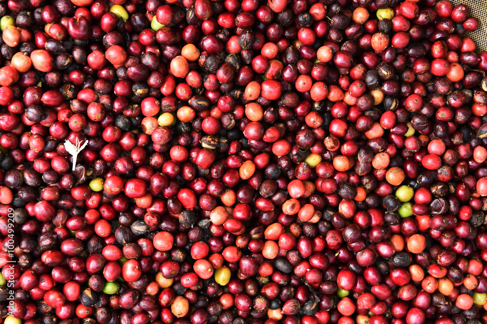 fresh coffee beans before roast. fresh coffee beans before roast.
