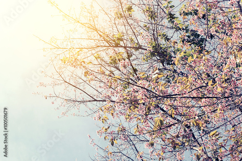 Prunus cerasoides blossom or cherry blossom Thailand  Gloomy nature color tone and vintage design  blur and select focus