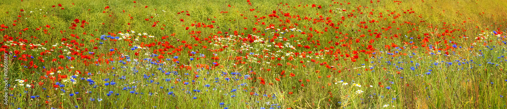 Panoramic background of blossoming wild flowers