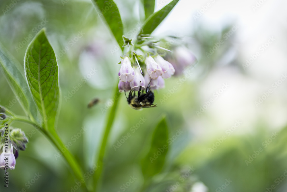 Fototapeta premium Bee Pollenating Flower