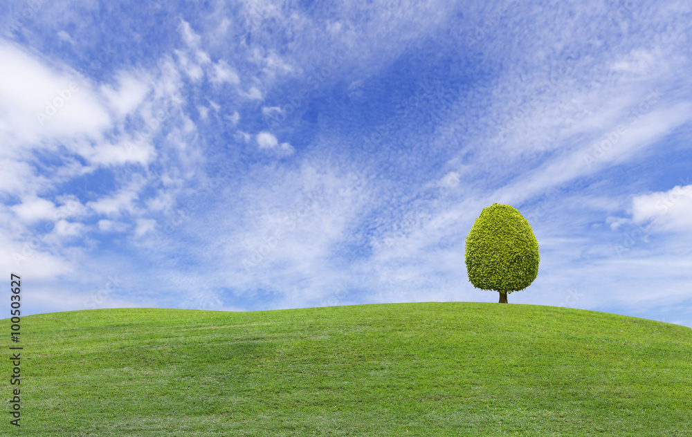 Small tree on green grass hill