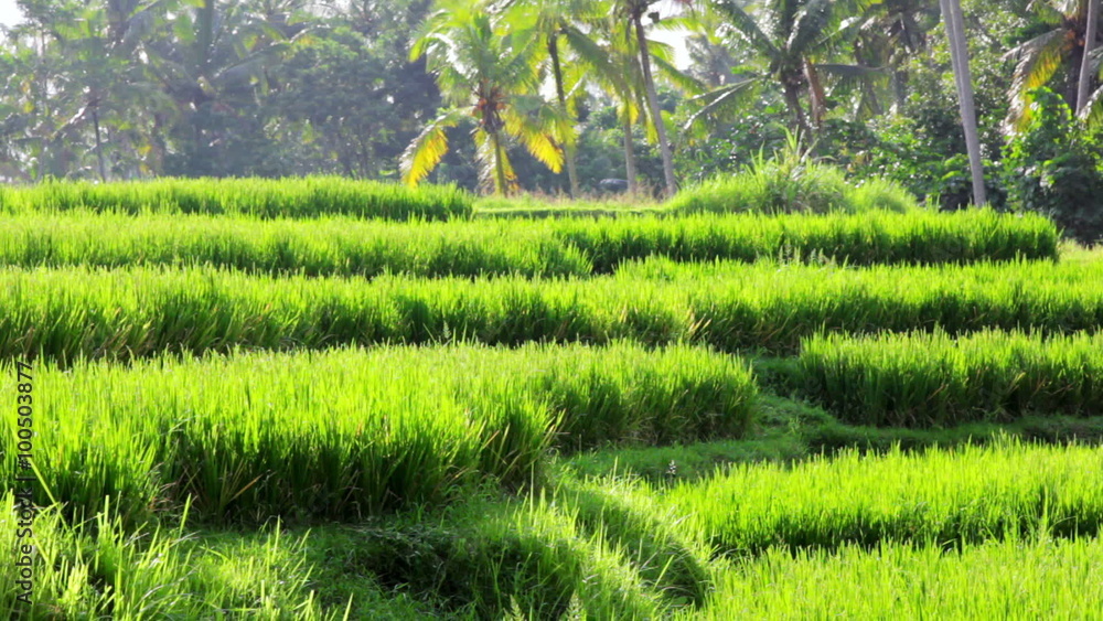beautifful rice fields in bali beautifful rice fields in bali