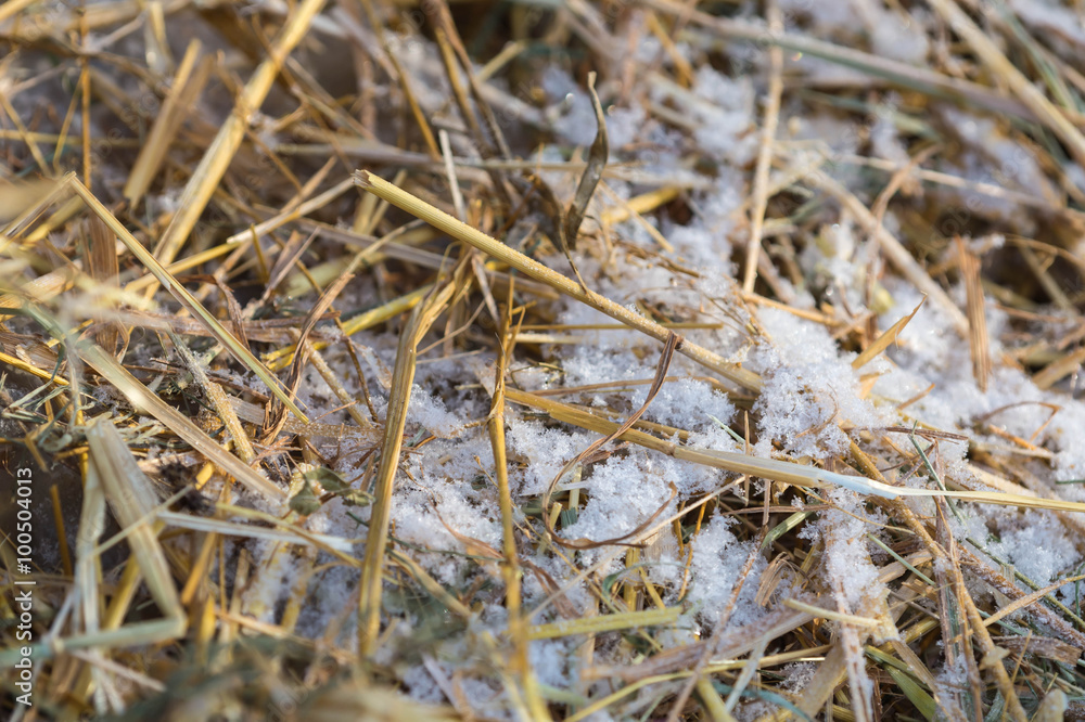 Snow on the dry grass close up Snow on the dry grass close up