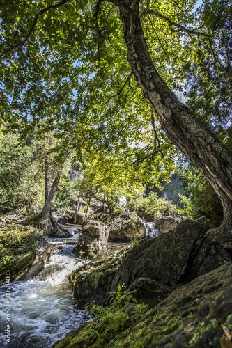 Flowing Mountain Stream on sunny day