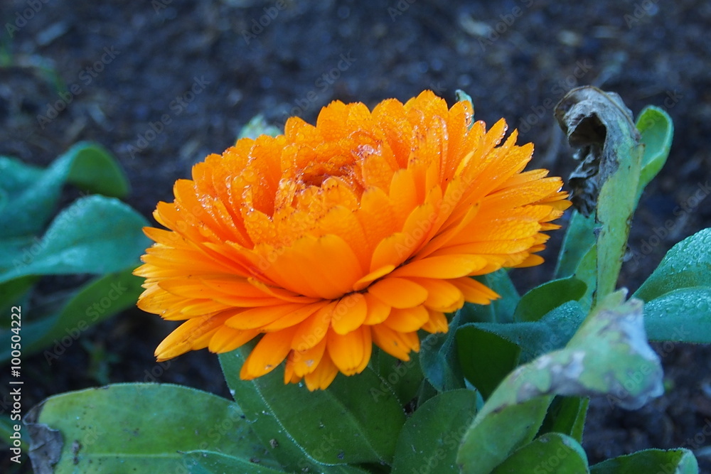 Obraz premium Yellow chrysanthemum with dew in Morning.
