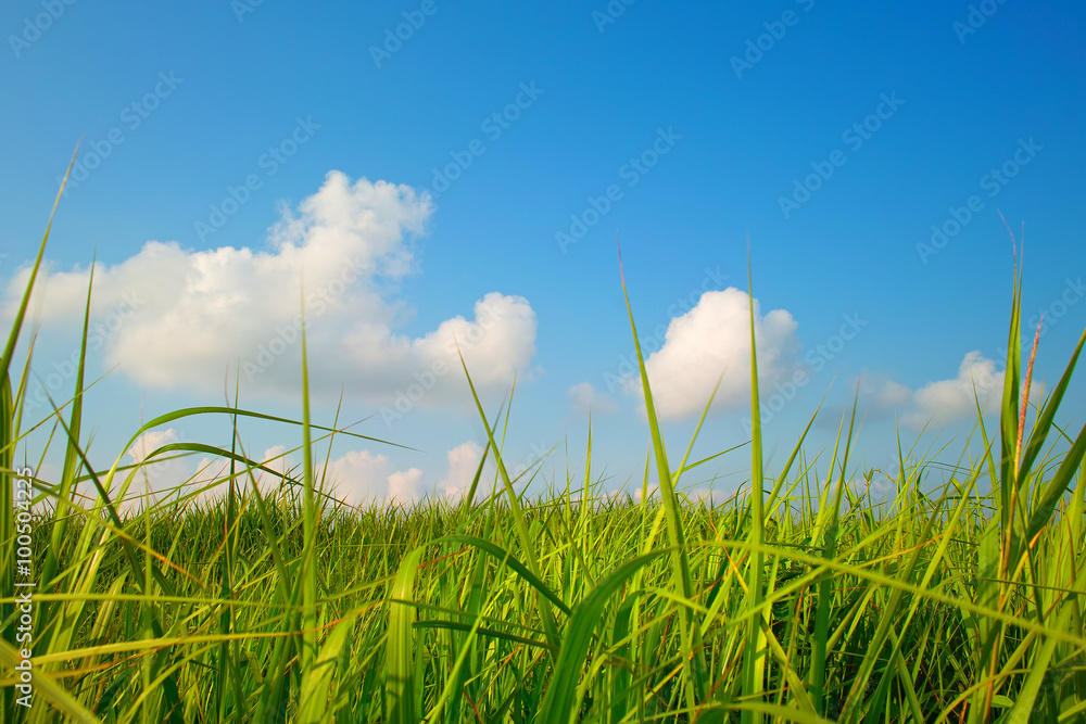Obraz premium Grassland under sky