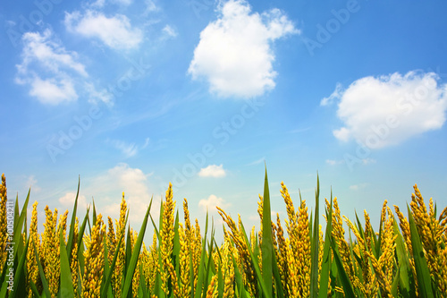 Paddyfield under sky