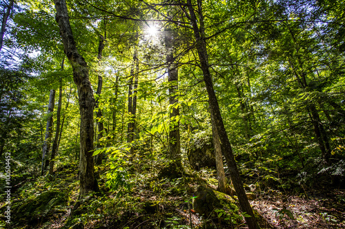 In dense green forest view