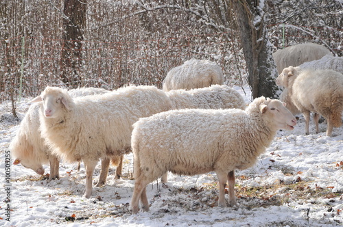 many sheep at winter