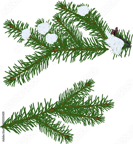 two winter green fir branches on white