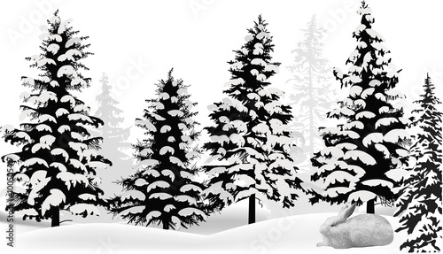 white hare in winter snow fir forest