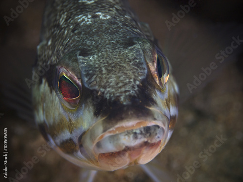 Comber fish (Serranus cabrilla) photo