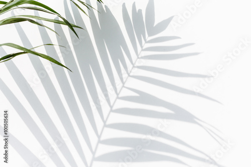 shadow of palm leaves