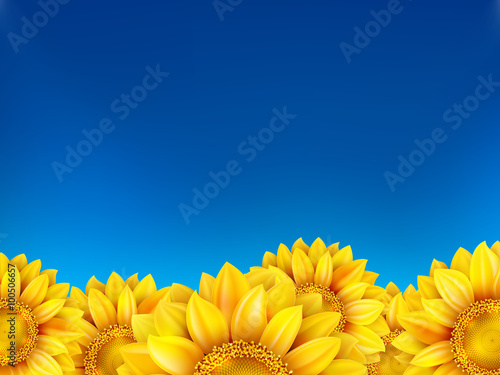 Field of sunflowers and blue sky. EPS 10