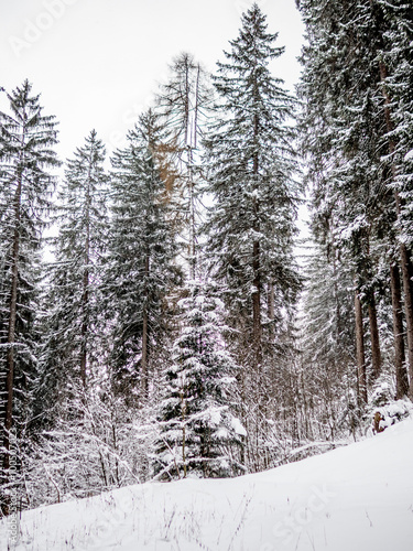 Heavy snowfall in a forest on the Swiss Alps - 7