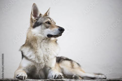 Konstfotografi Cane da lupo cecoslovacco