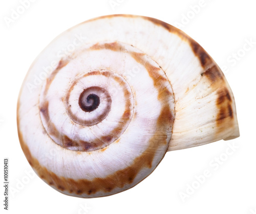 spiral mollusc shell of little land snail isolated