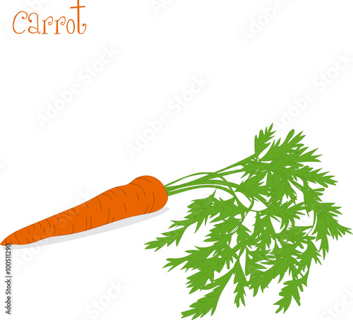 Carrot, vector illustrations on a transparent background