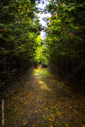 sheltered forest pathway