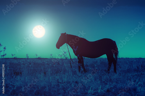Silhouette of the horse on a meadow in the darkness © vvvita