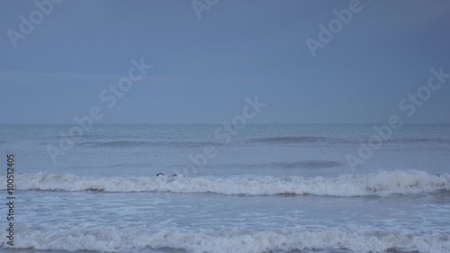 phoques jouant le long de la côte 4k photo