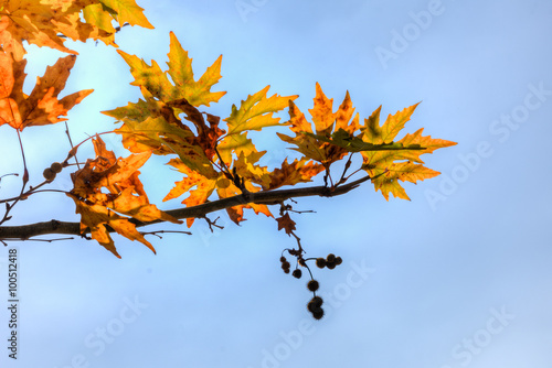 Branch of autumn leaves