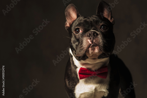 Fototapeta Naklejka Na Ścianę i Meble -  elegant french bulldog puppy  wearing red bow tie posing