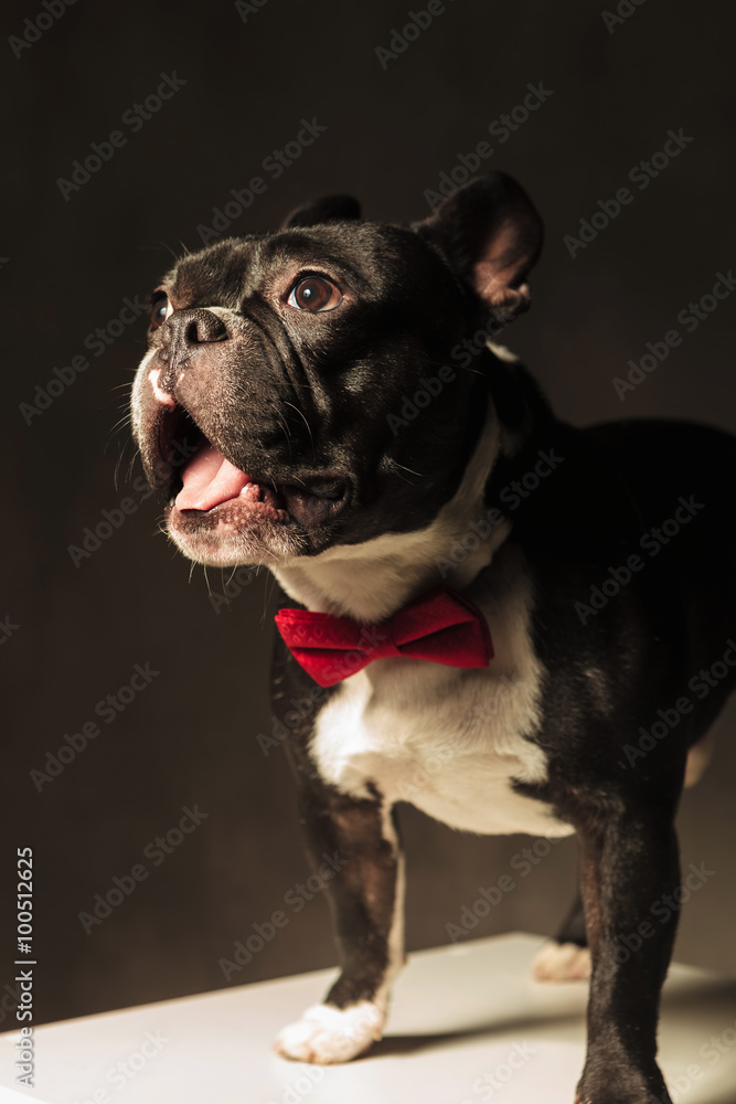 amazed french bulldog puppy dog wearing bowtie