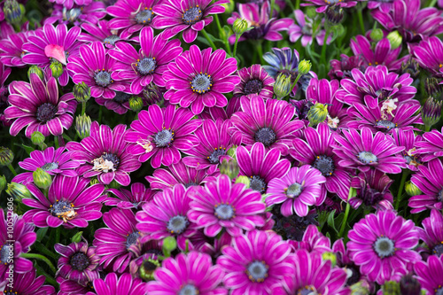 Bouquet of lilac chrysanthemums