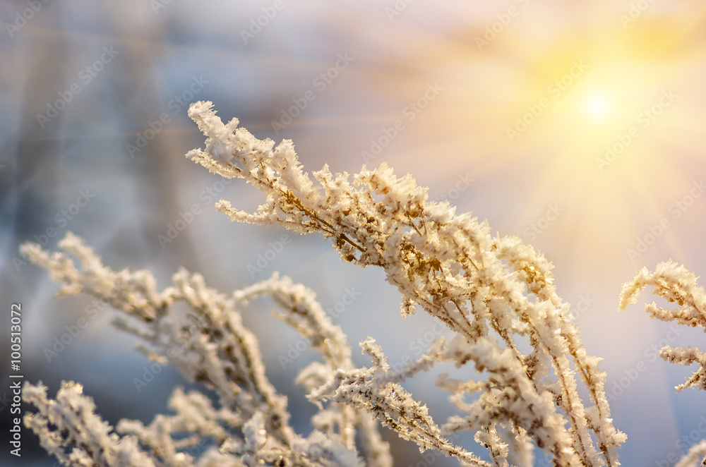 dry grass winter morning dry grass winter morning