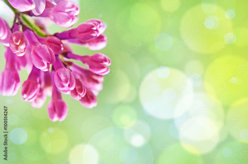 Natural Spring background with lilac and bokeh effect for greeti Natural Spring background with lilac and bokeh effect for greeti